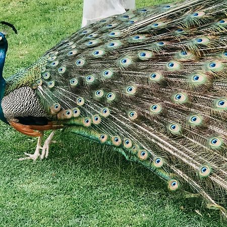 فيلا Poggio Al Vento مانشانو المظهر الخارجي الصورة